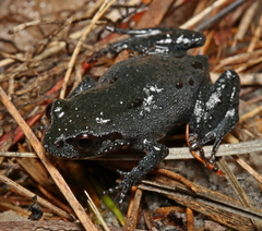 Kogelberg Moss Frog photo 4