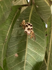 Mischocyttarus basimacula