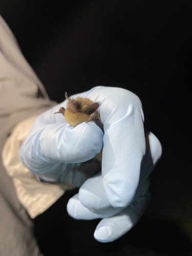 California Myotis