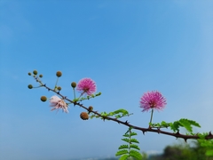 Mimosa hamata