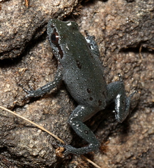 Kogelberg Moss Frog photo 5