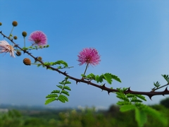 Mimosa hamata