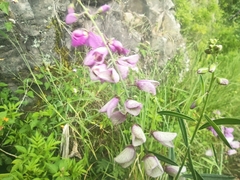 Polygala virgata