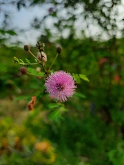 Mimosa hamata