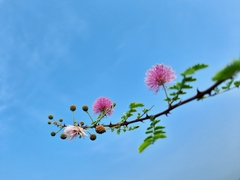 Mimosa hamata