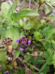 Prunella vulgaris image