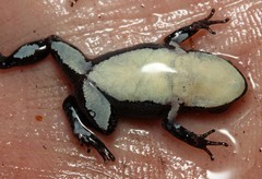 Kogelberg Moss Frog photo 3