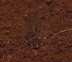 Poyntonia paludicola