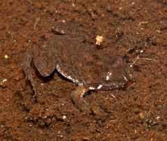 Poyntonia paludicola