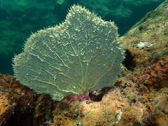 Gorgonia