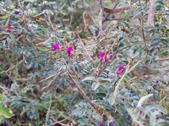 Tephrosia purpurea