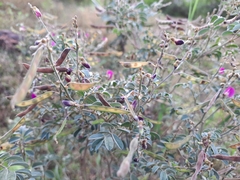 Tephrosia purpurea