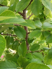 Prunus virginiana