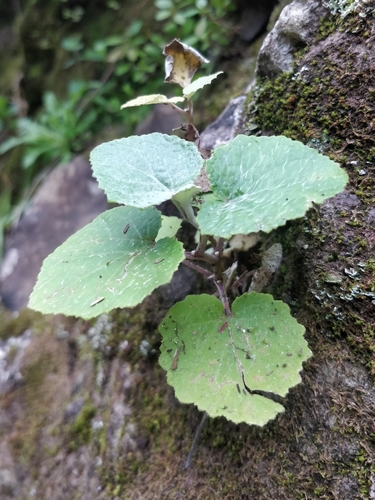 Madeira Groundsel