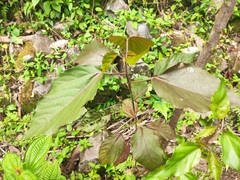 Acalypha wilkesiana
