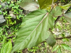 Acalypha wilkesiana