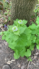 Alliaria petiolata