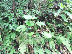 Piper umbellatum