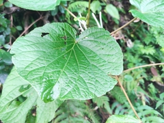Piper umbellatum
