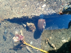 Planorbarius corneus