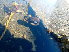 Planorbarius corneus