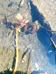 Planorbarius corneus