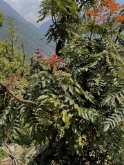 Berberis napaulensis