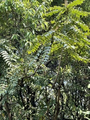 Berberis napaulensis