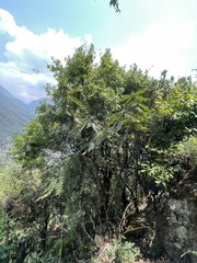 Berberis napaulensis