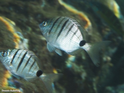 Moroccan White Seabream