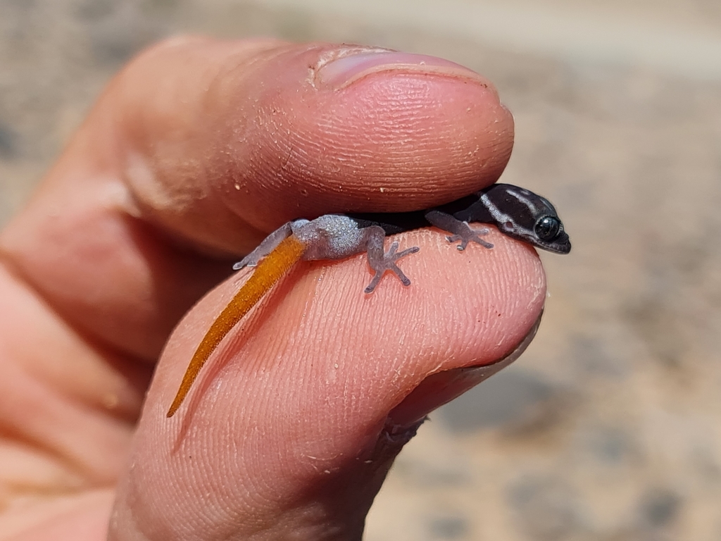 Richtersveld Gecko