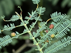 Austroacacidiplosis botrycephalae