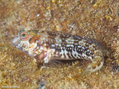 Parablennius goreensis