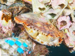 Pinctada imbricata