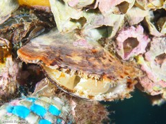Pinctada imbricata