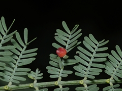 Austroacacidiplosis botrycephalae