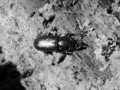 Platycerus