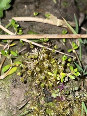 Physcomitrium sphaericum