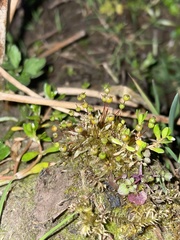 Physcomitrium sphaericum