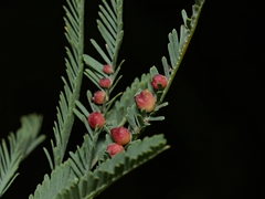 Austroacacidiplosis botrycephalae