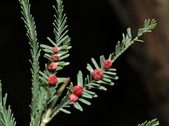 Austroacacidiplosis botrycephalae