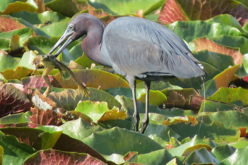 Little Blue Heron, Lewisville, TX, USA, photo 9 of 10