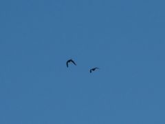 Psittacara leucophthalmus