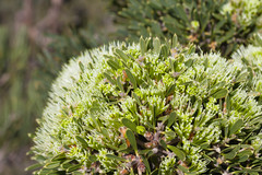 Hakea corymbosa
