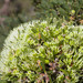 Cauliflower Hakea - Photo (c) Hugo Innes, some rights reserved (CC BY), uploaded by Hugo Innes