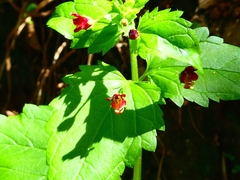 Scrophularia peregrina