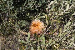 Banksia baueri