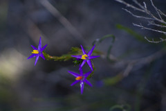 Calectasia