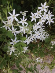 Ornithogalum narbonense
