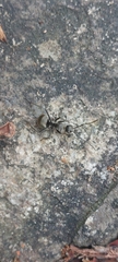 Polyrhachis illaudata